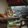 雨やどり