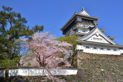 桜と青い空と小倉城 2