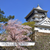 桜と青い空と小倉城 2