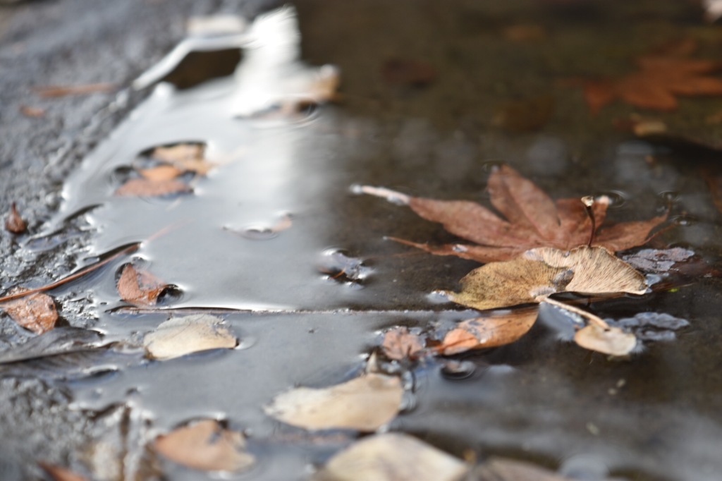 雨上がり