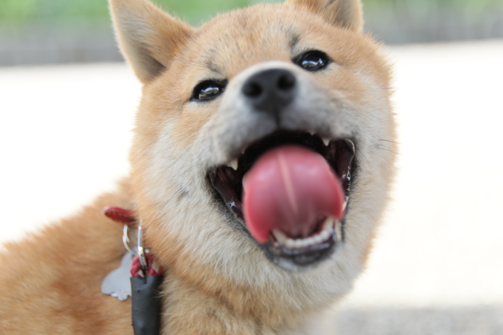生まれて初めての初夏