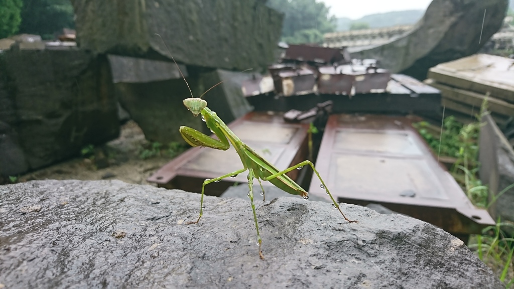 雨にも負けず