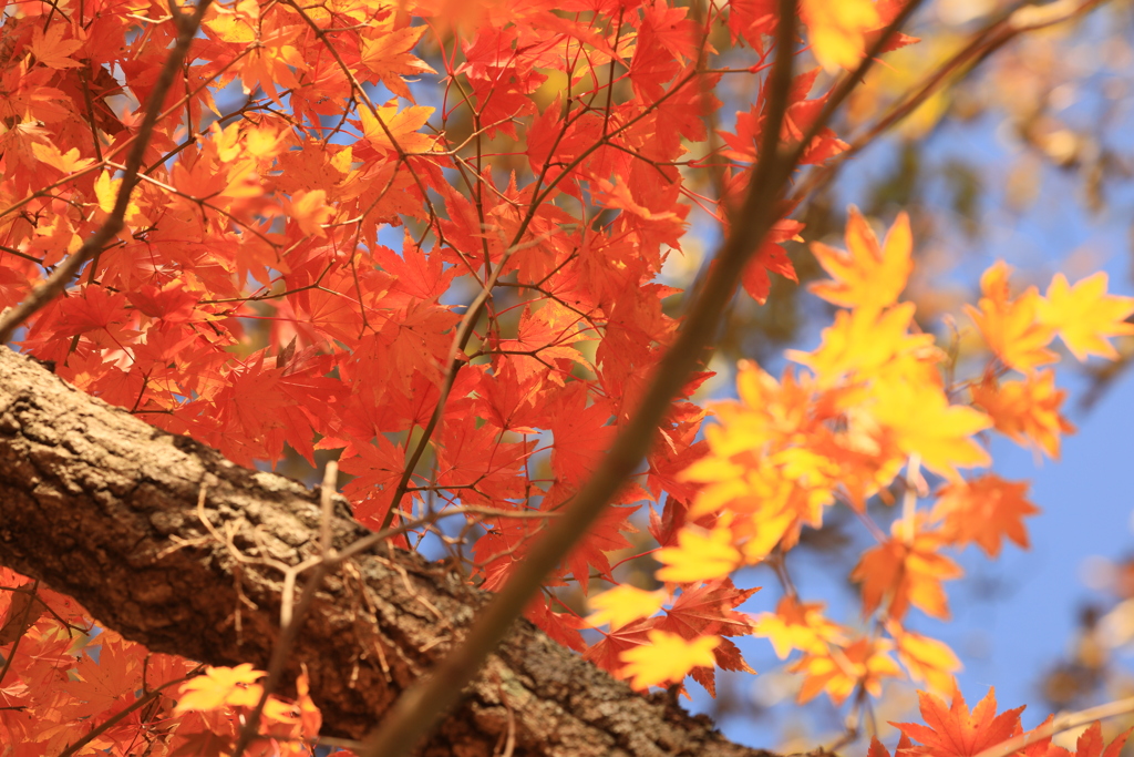 青空紅葉