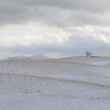 雪原