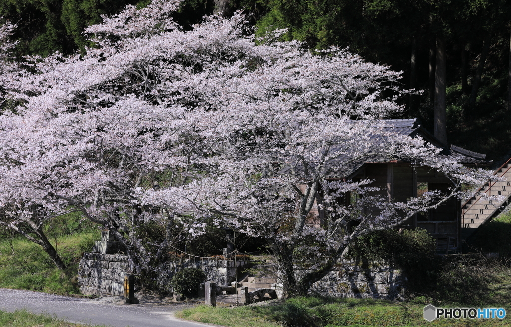 桜のある風景