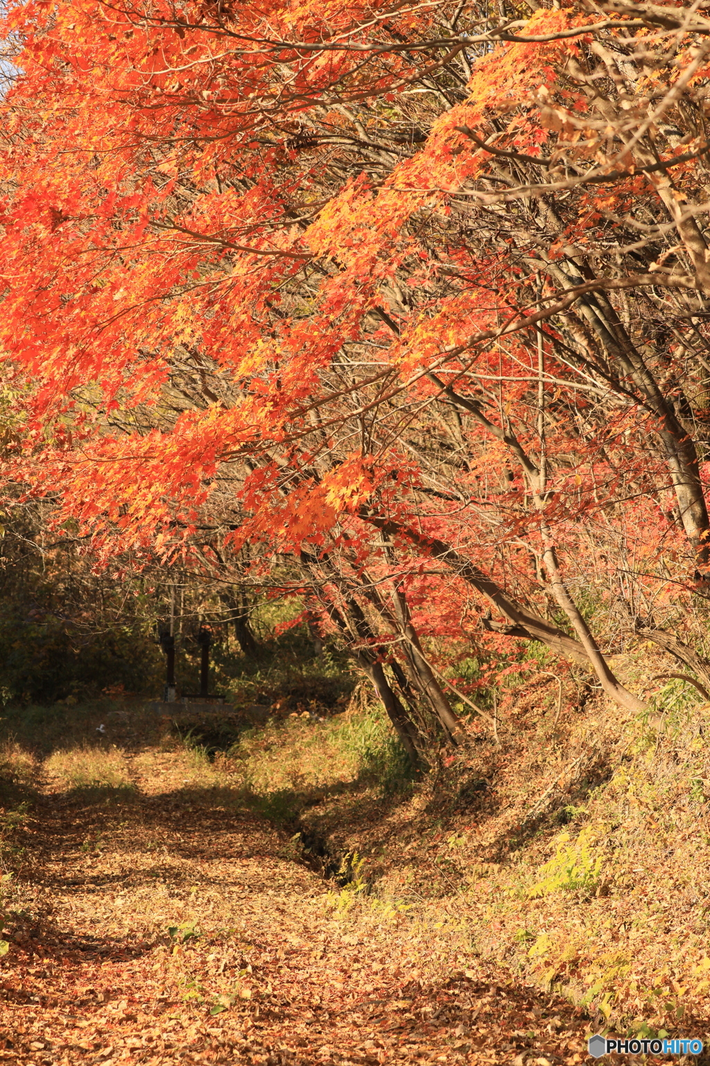 紅葉の散歩道