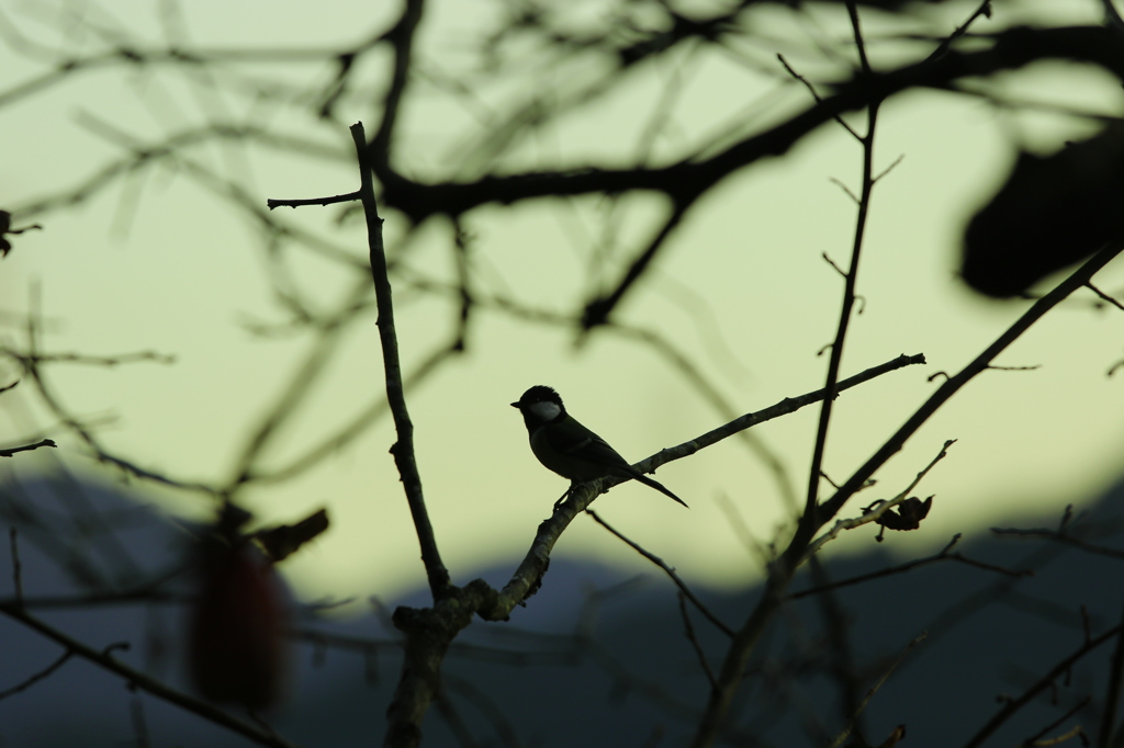 鳥っ撮りっ