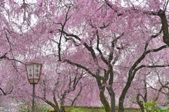 桜の園