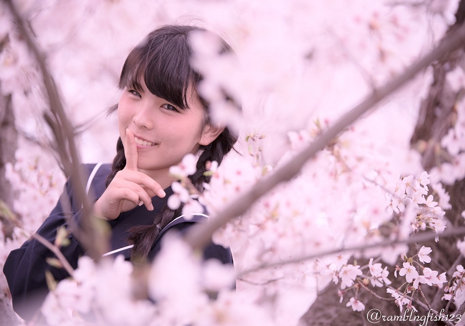 Cherry blossom