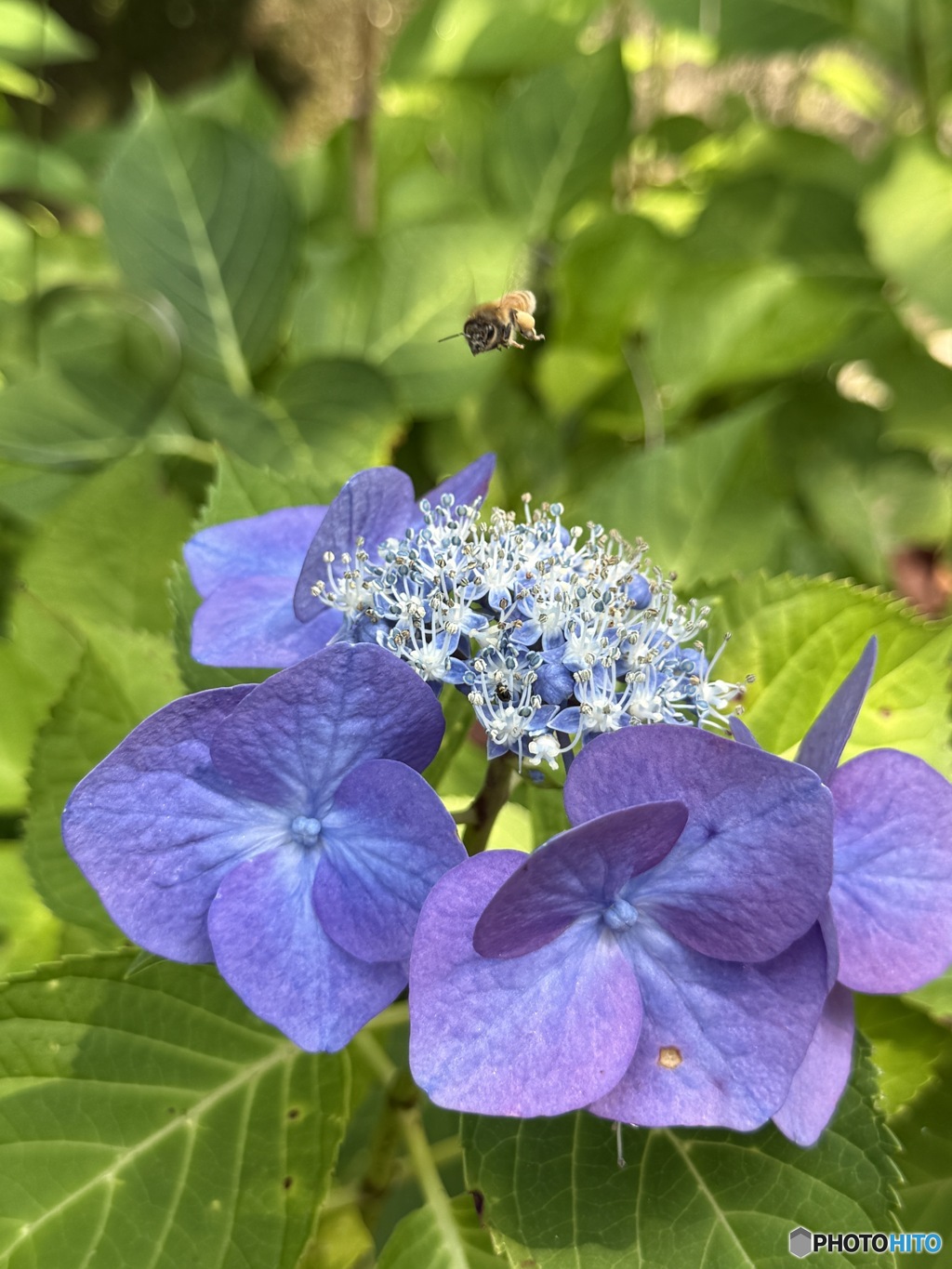 紫陽花寺
