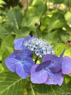 紫陽花寺