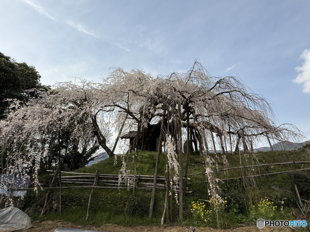 推定300年　枝垂れ桜