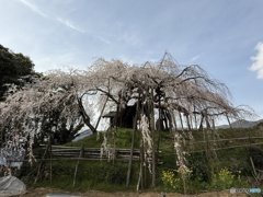 推定300年　枝垂れ桜