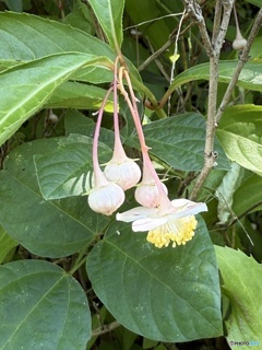 梅花甘茶