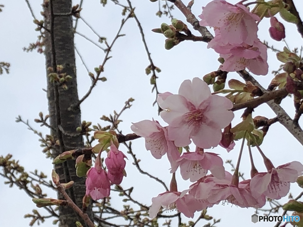 河津桜