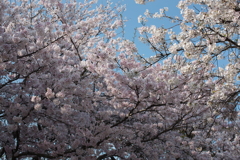 空の青さより桜のピンク