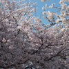 空の青さより桜のピンク
