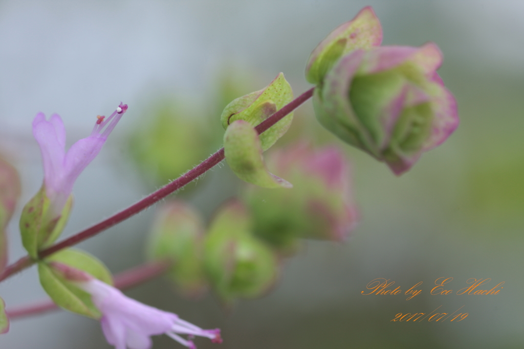 花をつけました