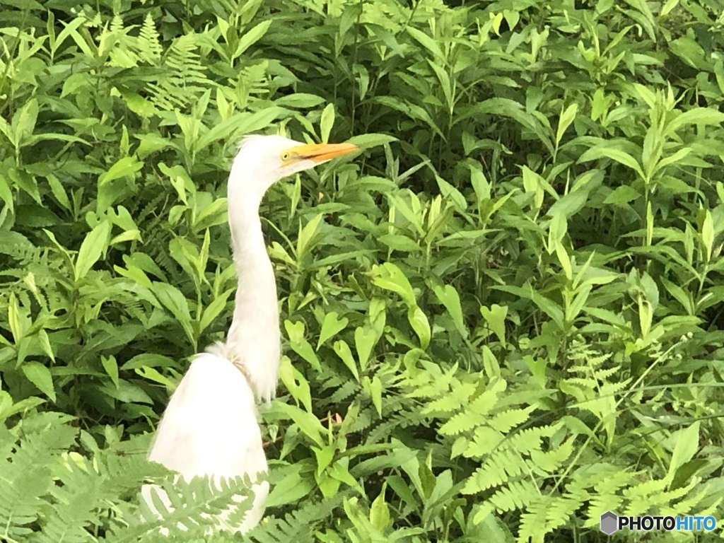 カラスに追われ巣から落下