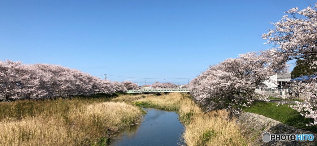 週末見頃ですが、