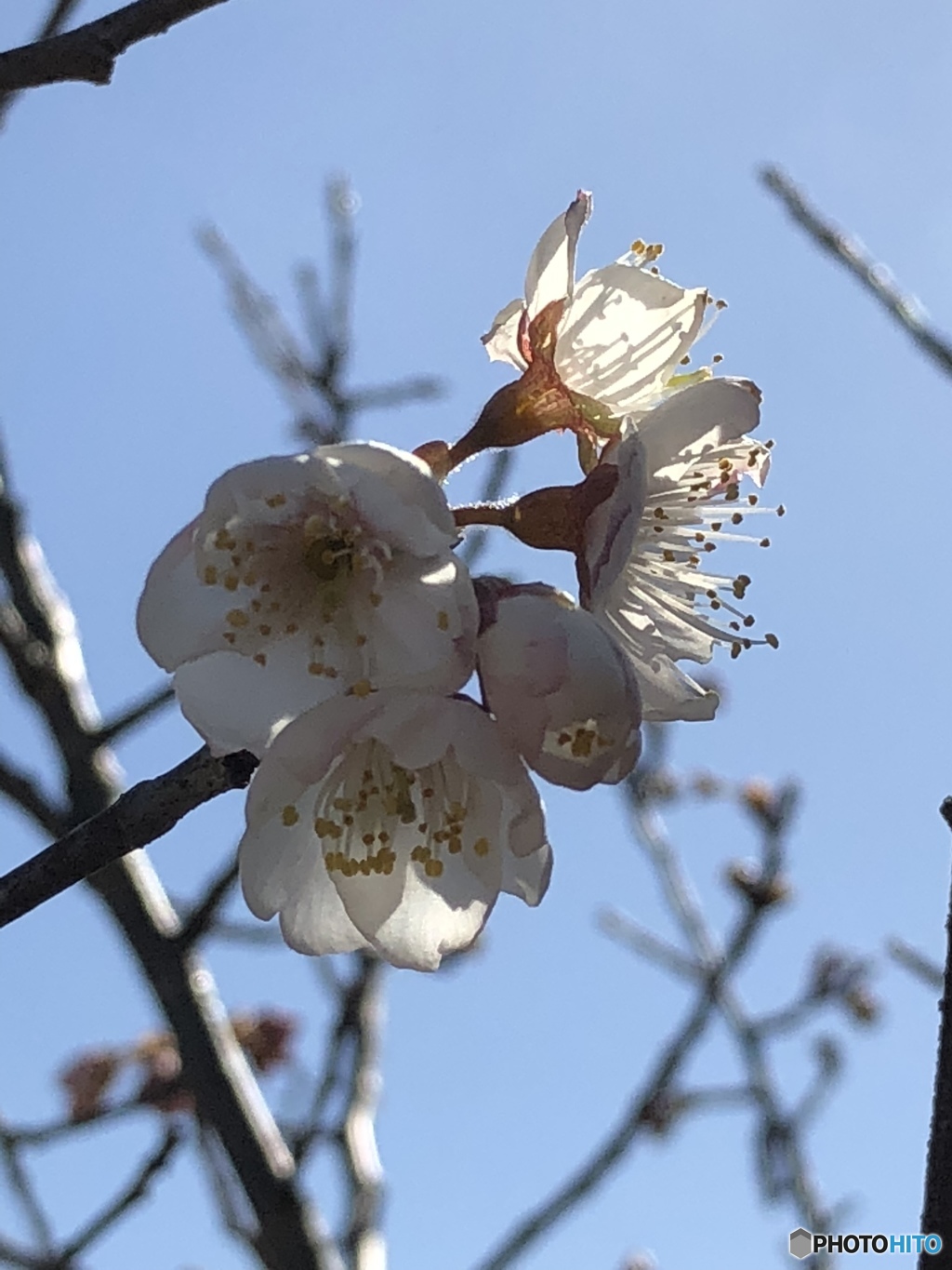 今年も咲きました