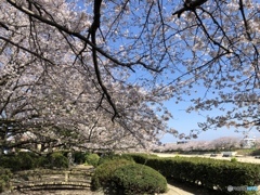 今の時期なんですが（−＿−；）