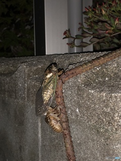 今年初の蝉