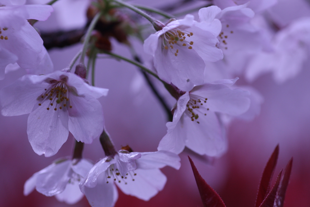 雨上がりの桜