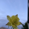 やっと咲きました