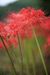 雨上がりの彼岸花