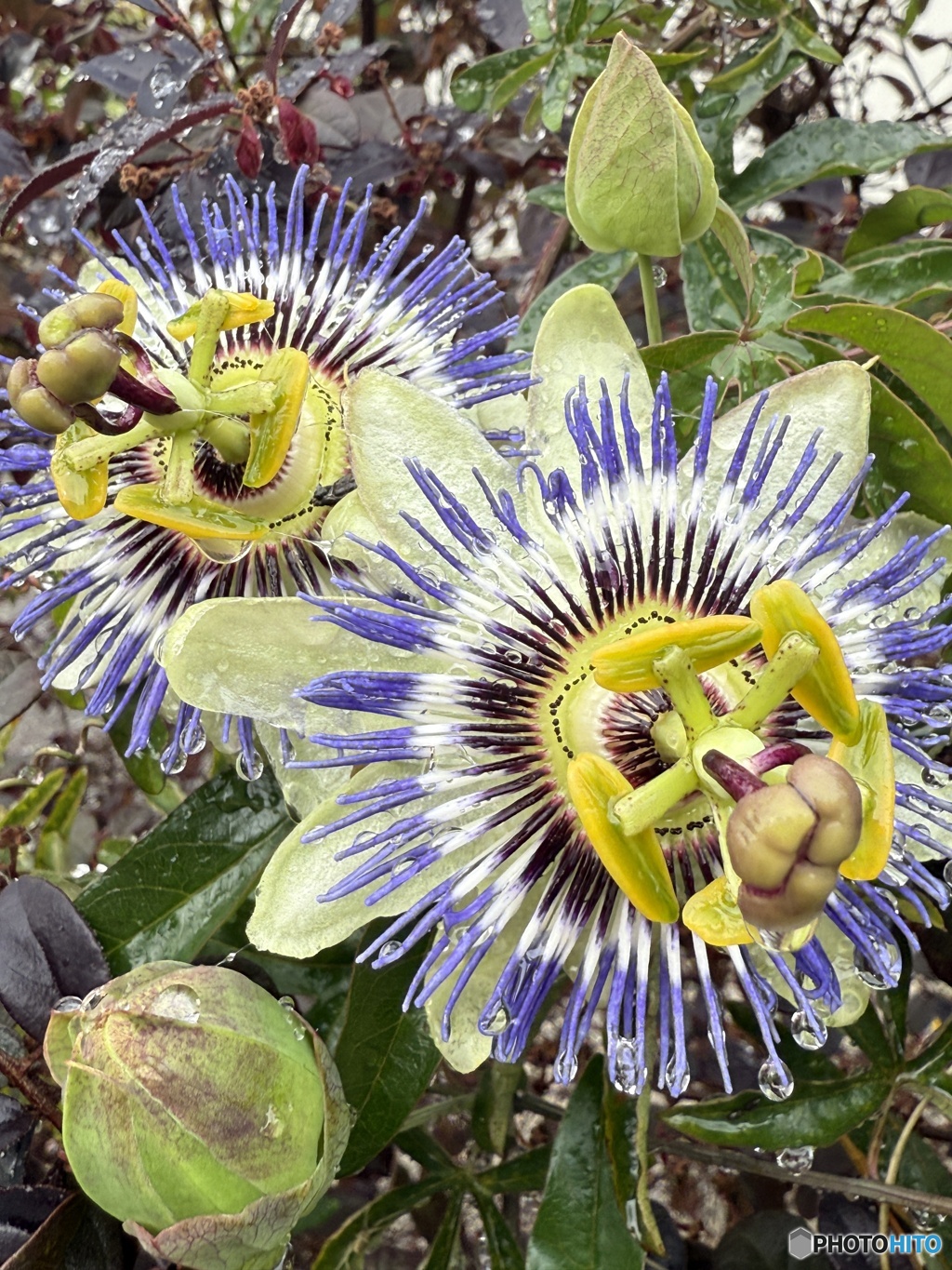 庭の花