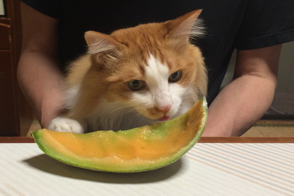 ゴチになりました