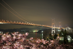 しまなみ街道と河津桜