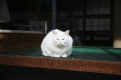 あなた誰・・・　俺の縄張りに入るな・・・