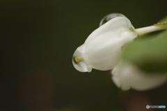 雨上がり