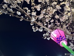 夜桜で一杯