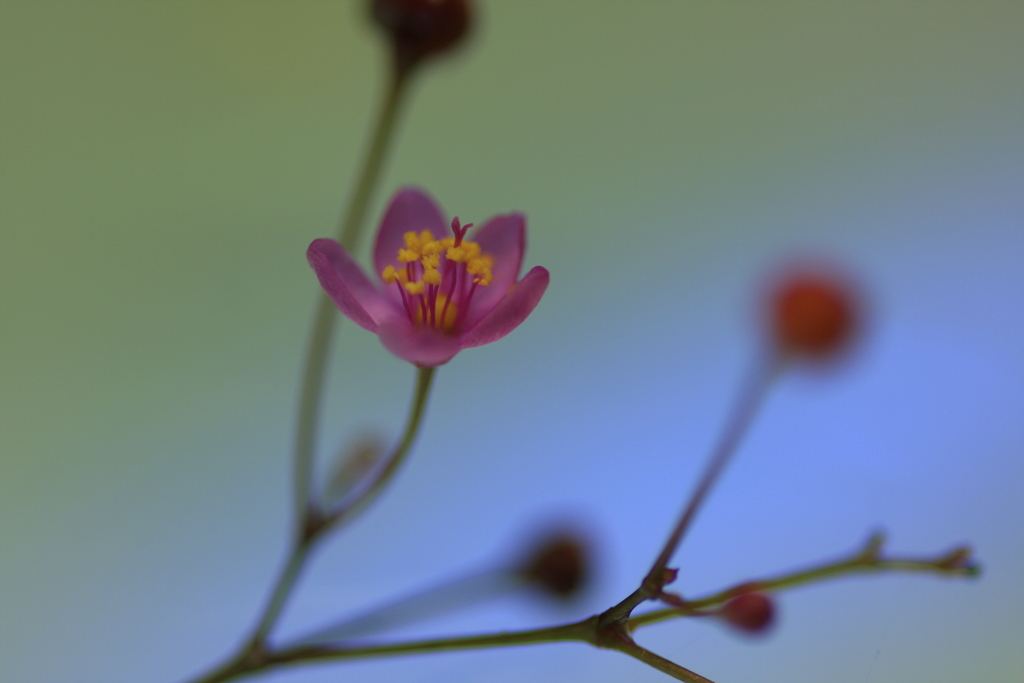 何の花だっけ