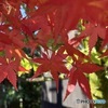 今年の一枚