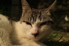 のんびり