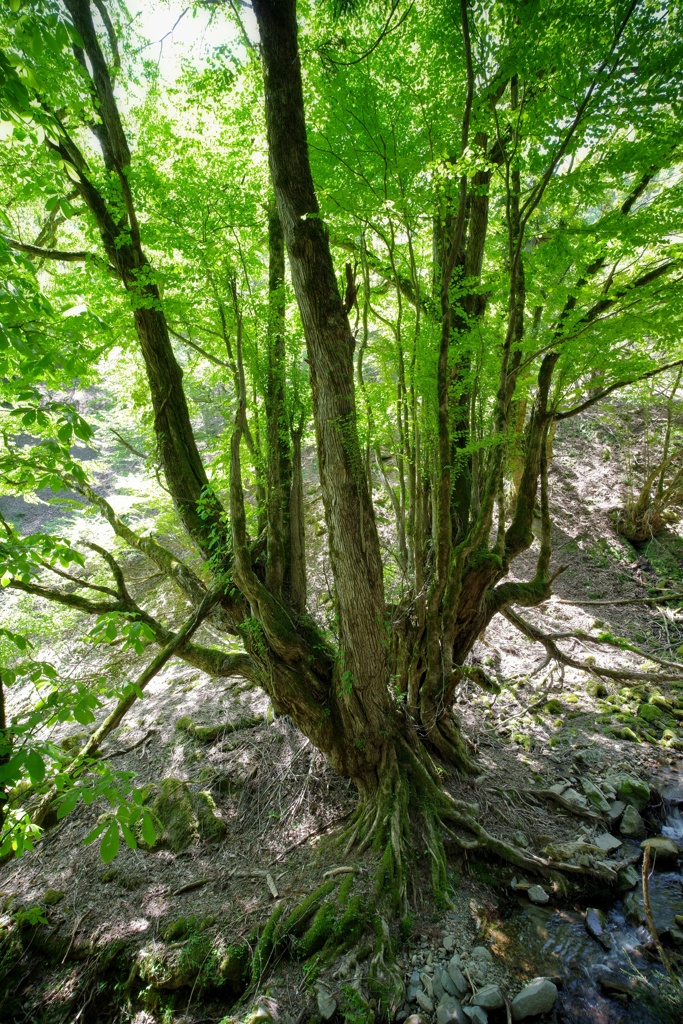 名もなき大カツラ