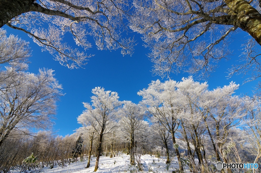 sakura咲く