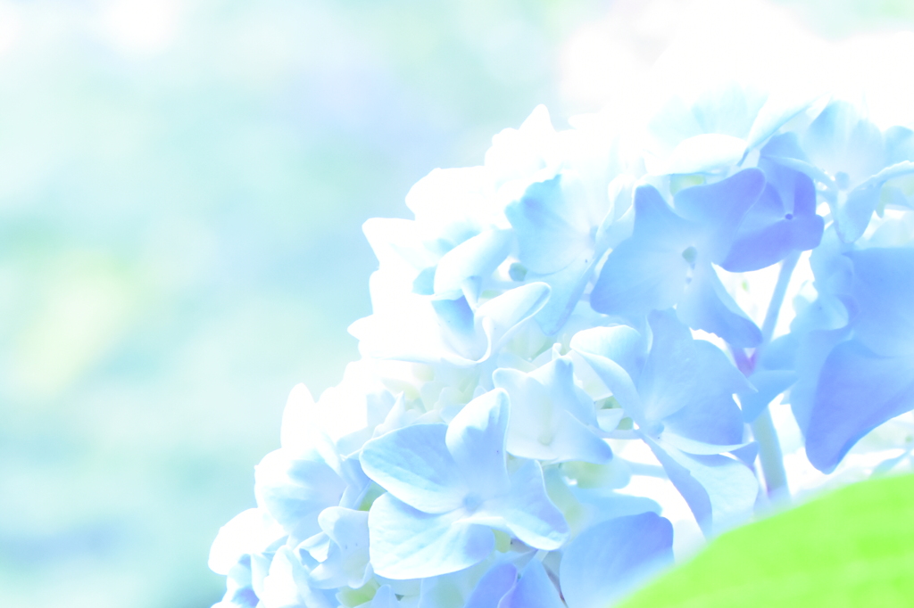 紫陽花