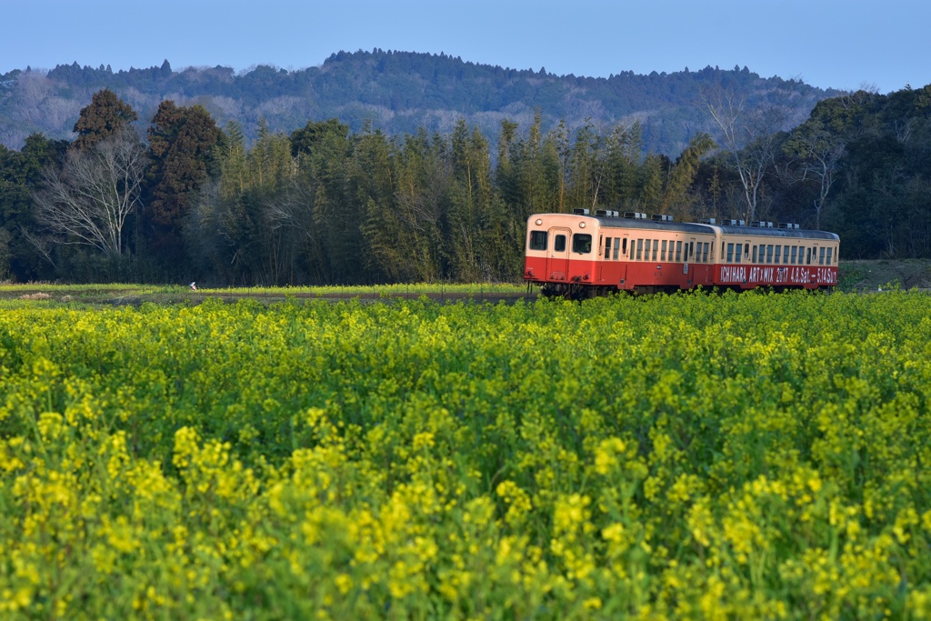 菜の花と小湊鉄道④