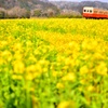 菜の花と小湊鉄道⑥