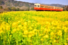 菜の花と小湊鉄道⑦