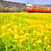 菜の花と小湊鉄道⑦