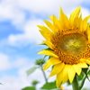 ザ・定番　空と向日葵