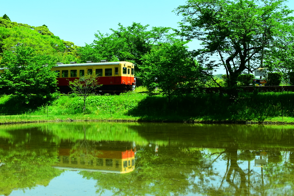 小湊鉄道の初夏②