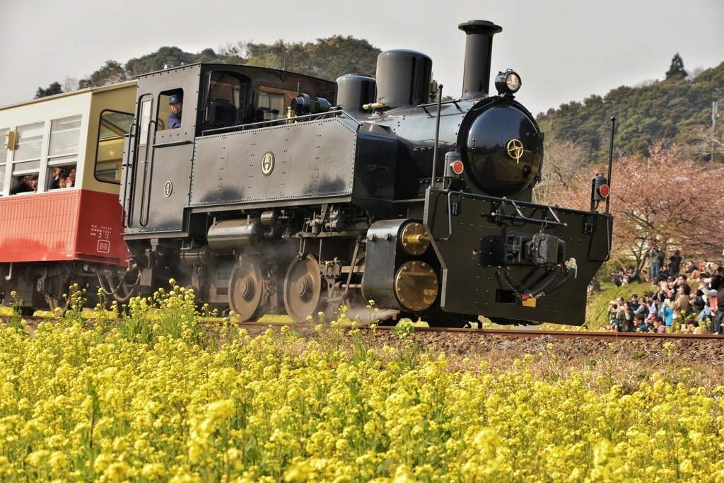 菜の花と小湊鉄道②