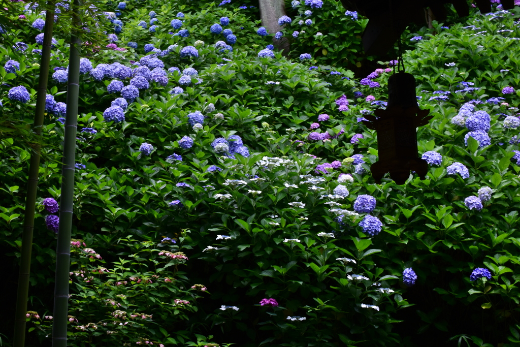 長谷寺の紫陽花